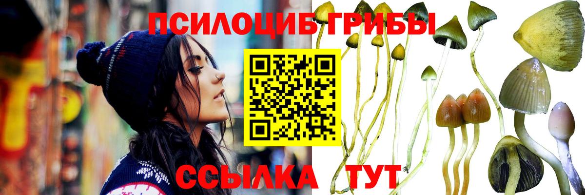 Псилоцибиновые грибы Cubensis  Вход с VPN  Ленинск-Кузнецкий 